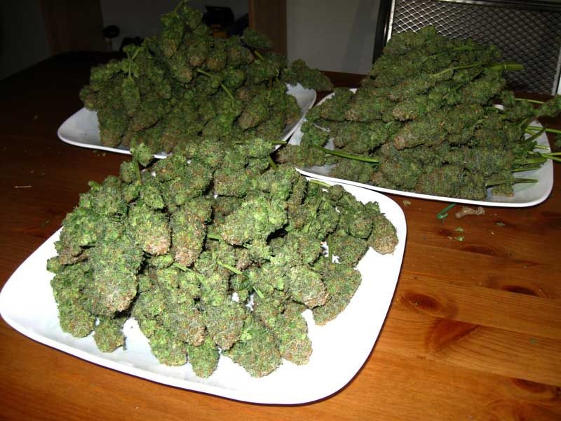 Marijuana is helpful and it solves mental problems