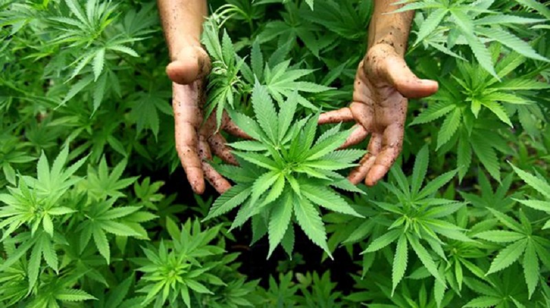 Finding Trusted Medical Marijuana Doctors