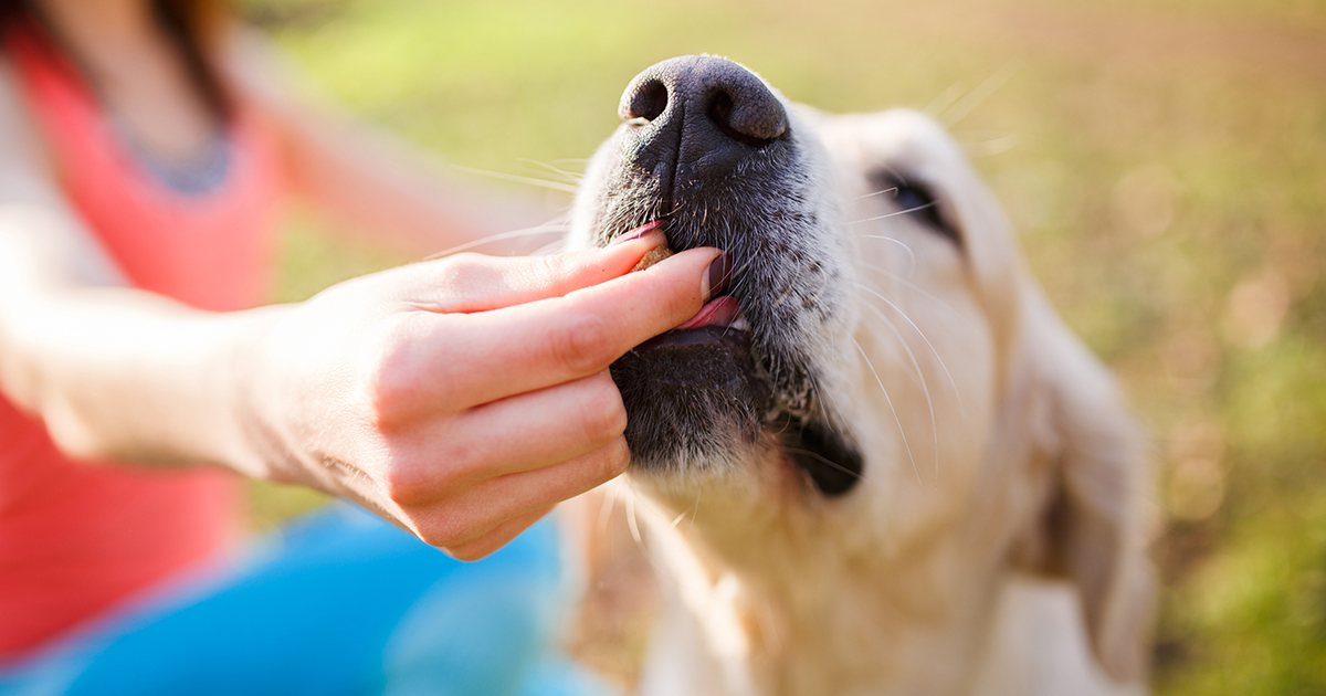 What are the benefits of using the natural probiotics for dogs?