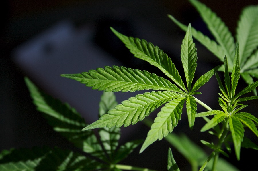 The Importance of Choosing a Reputable Marijuana Shop