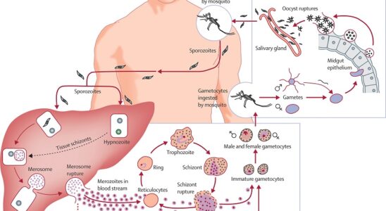 How Natural Peptides Gave My Son New Hope — When Nothing Else Helped